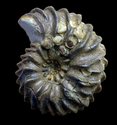 Hoplites benettianus Hoplites benettianus