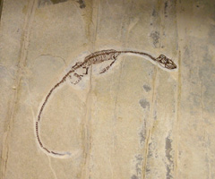 Hypalosaurus lingyuanensis Cetacico inf.Lyngiuan Hypalosaurus lingyuanensis Cetacico inf.Lyngiuan