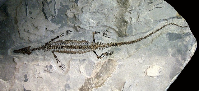 Mesosaurus brasilensis Perm. inf. Irati formation Mesosaurus brasilensis Perm. inf. Irati formation