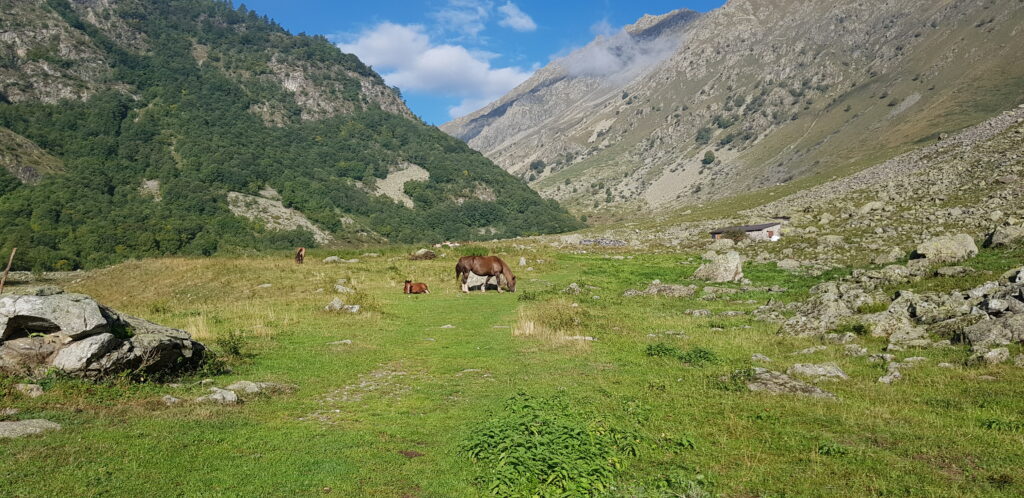 Al Gias del Prato sono presenti vari animali