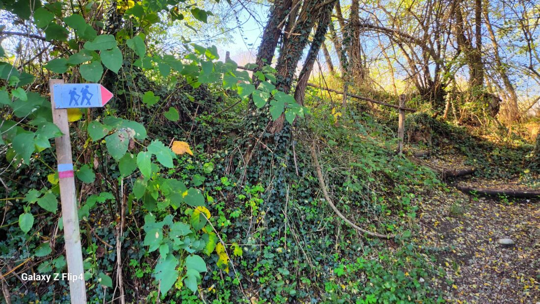 Gradini in legno tratto bosco che ti parla