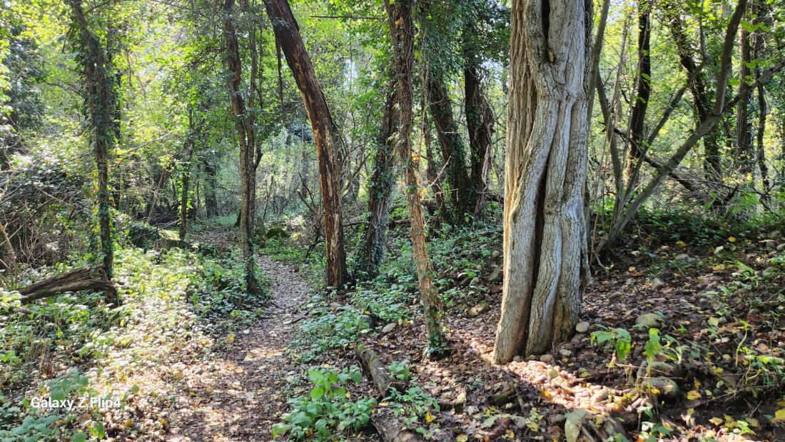 Sentiero nel Bosco che ti parla