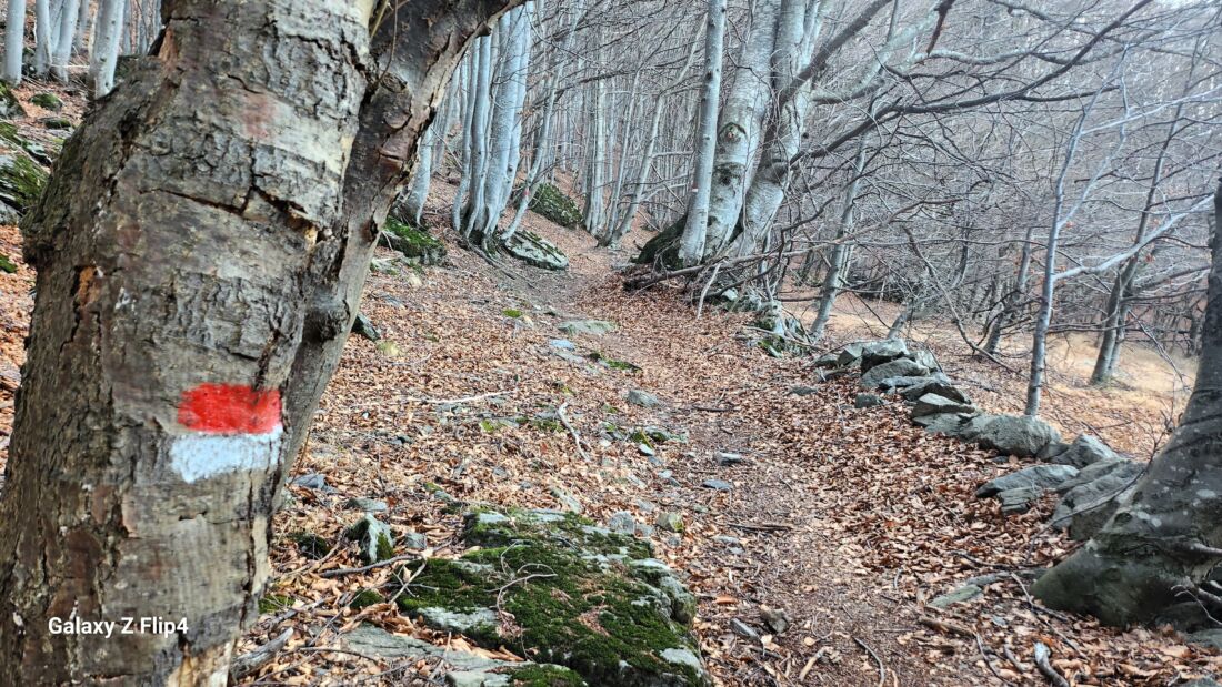 Bosco di faggi