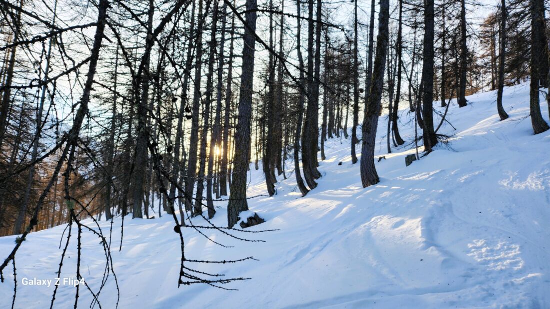 Bosco di larici Bosco di Larici ad Argentera