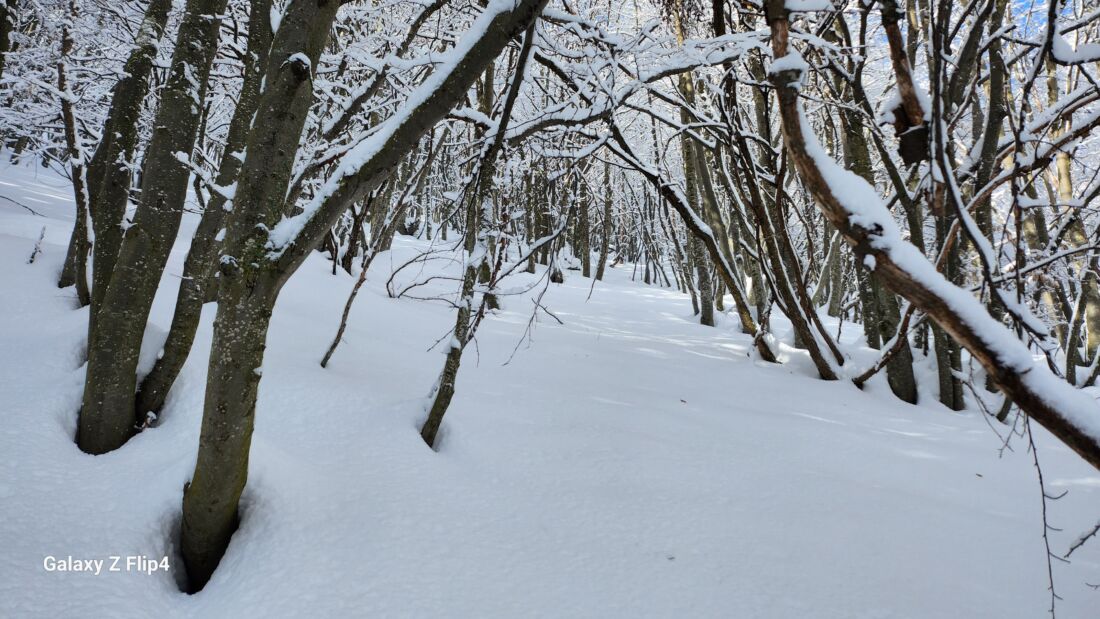 Bosco di faggi Faggeta